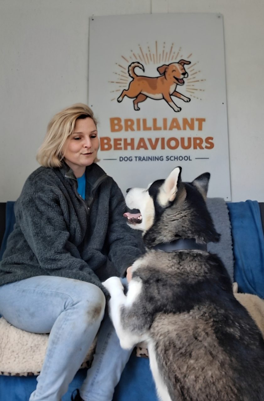 Trainer interacting with large dog