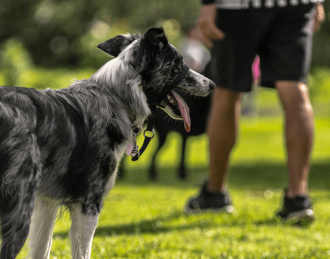 Black and white dog outdoors