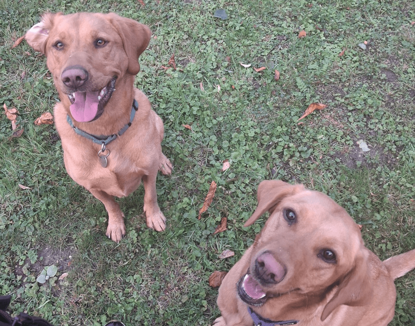 Dogs sitting on green lawn