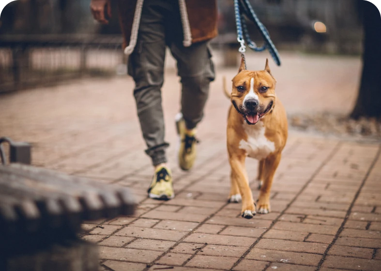 Man walking dog in urban park setting
