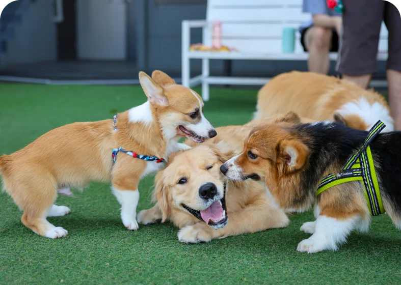 Happy dogs enjoying playtime outside