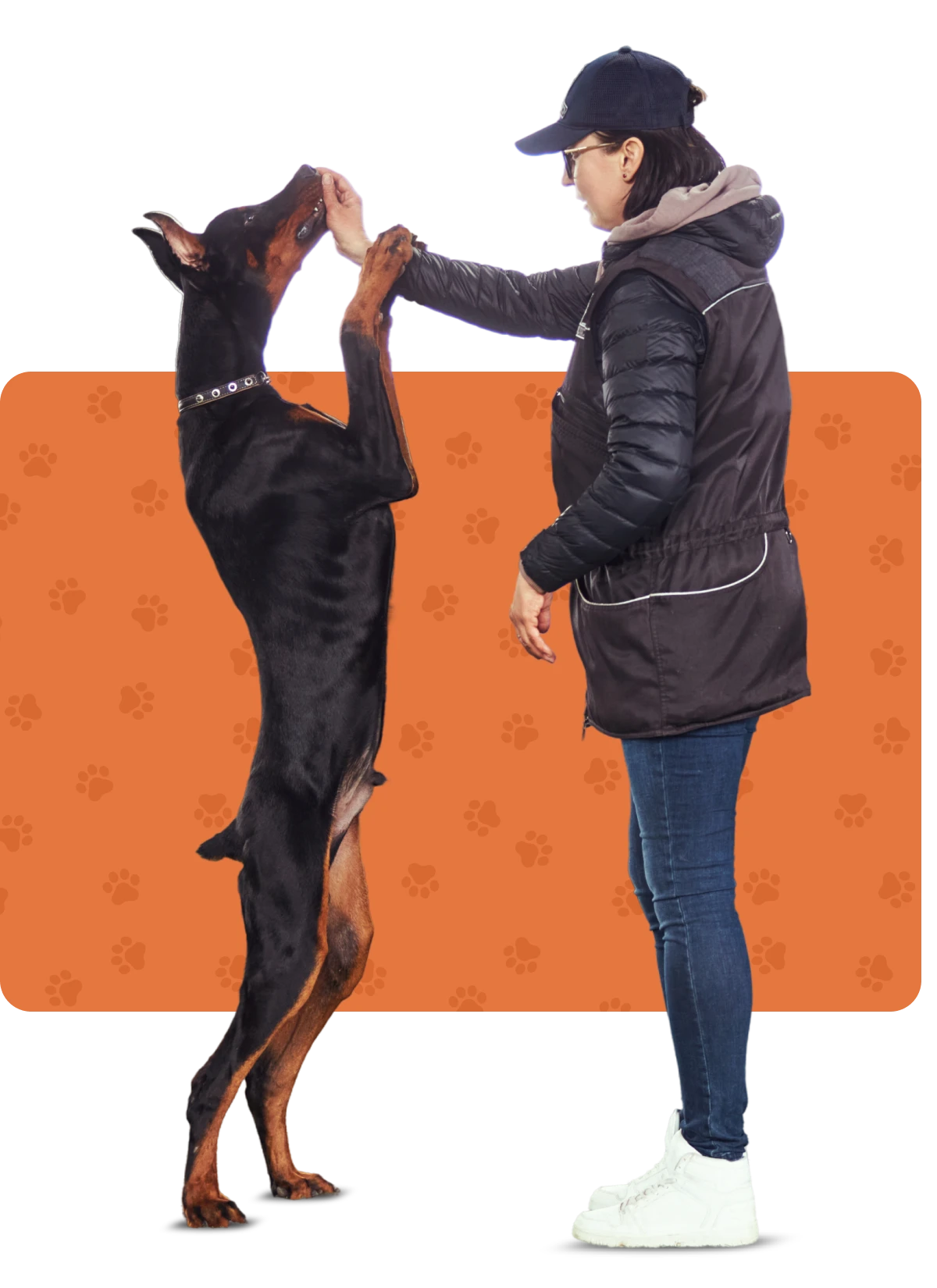 Person training Doberman with high-five