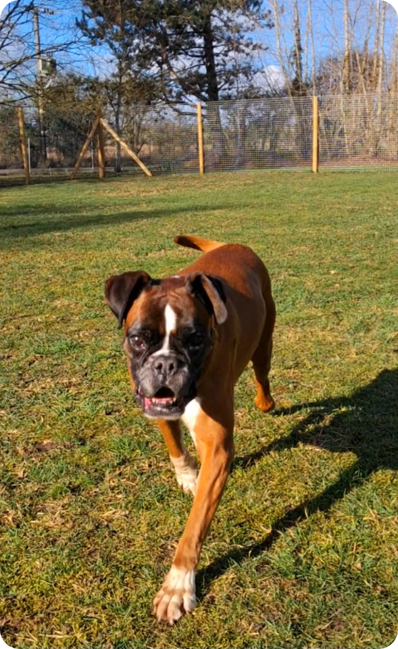 Boxer dog walking on grass