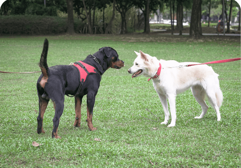 Two dogs meeting in a park