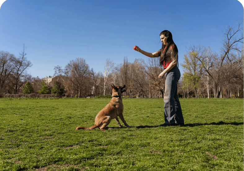 Sunny day playtime with dog and woman.